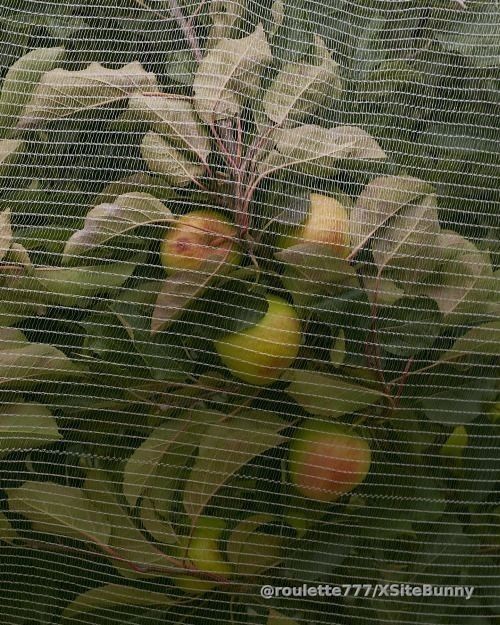 Fruit mukbang? 🥭 I think yes.

Live behind-the-scenes street art burlesque shoots, farmer’s market & bakery trips, VIP 420 smoking sessions, mukbang, food crushing, and foot worship fetish rituals coming SS23.

San Juan 🇵🇷 Puerto Rico

findom 🍌 goddess 🍌 paypigs

In this Harem of Holy Heretics, I’m the Ring Mistress.

“Salty & sweet, sugar & spice…you can earn my love, but I’m not always nice.” 

bisexual & mixed race | web3 designer turned BDSM ritualist 