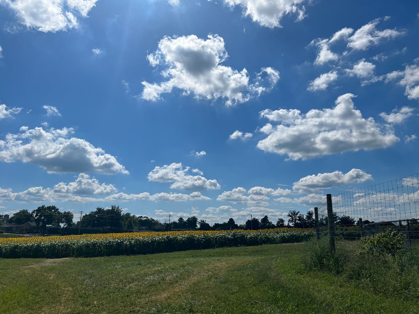 My fav flower was everywhere I looked. 